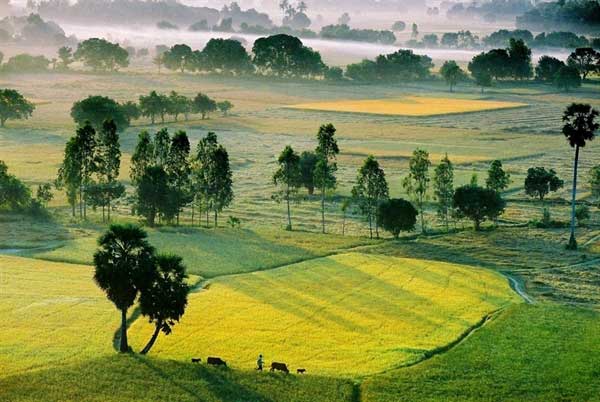 Ta-Pa-paddy-field-An-Giang-tourist-attraction-Vietnam-Travel-guide-3landtravel