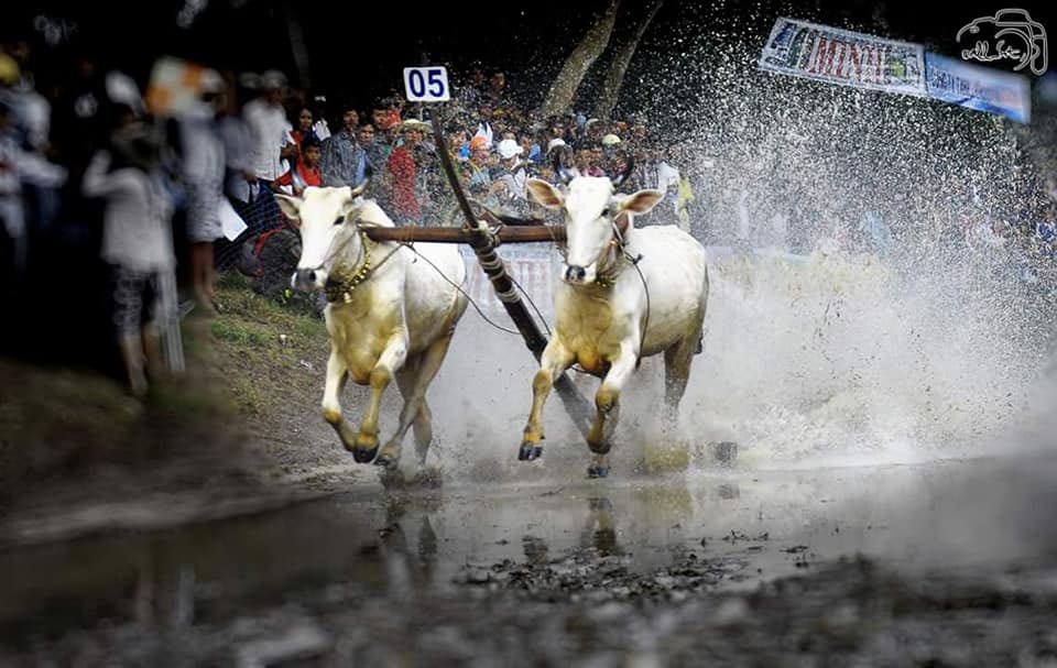 bull-racing-in-an-giang-vietnam-3land